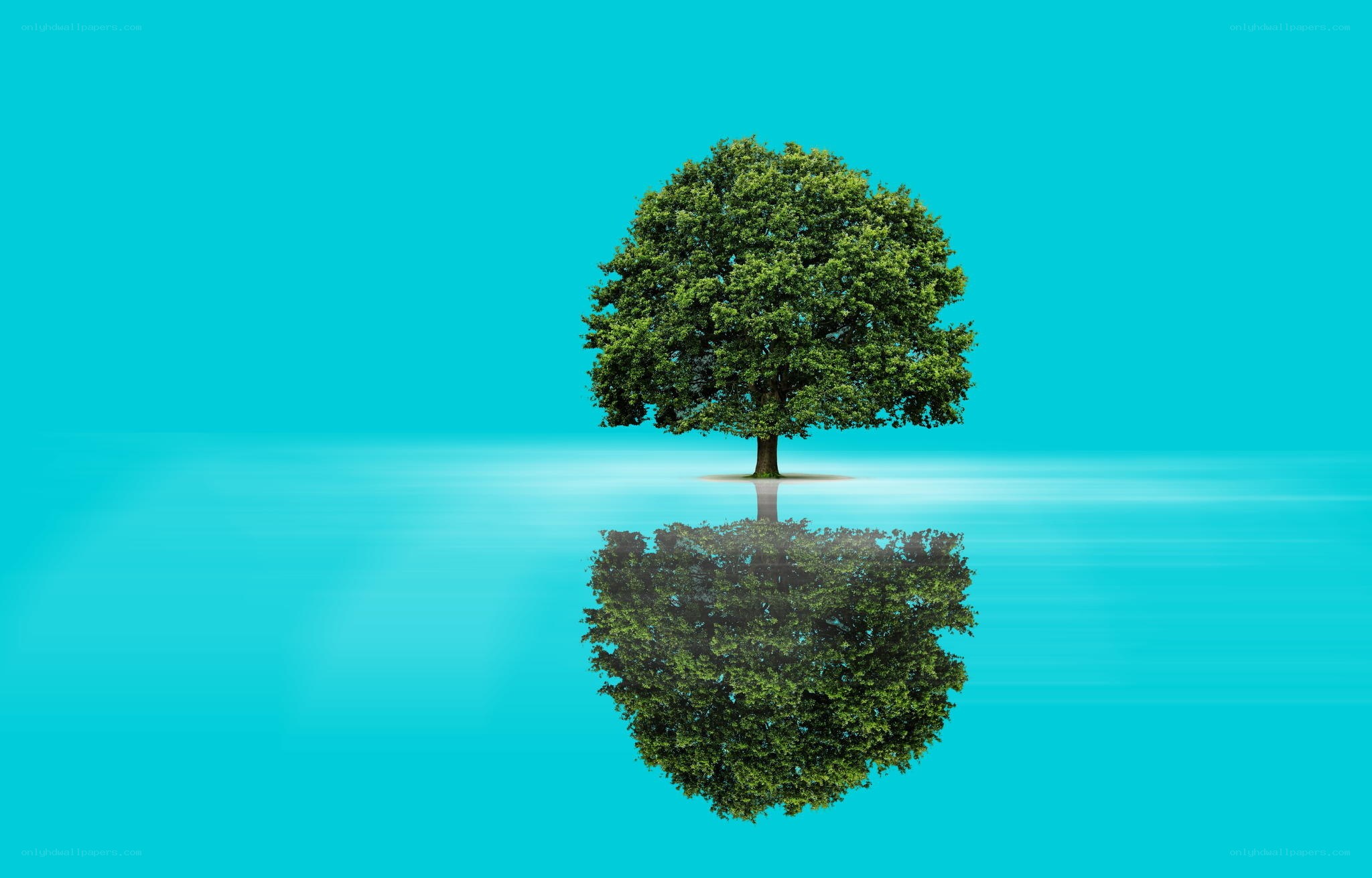 solitary tree on blue water