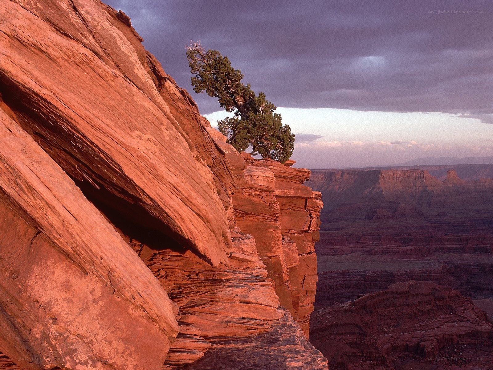 Solitary tree on canyon cliff