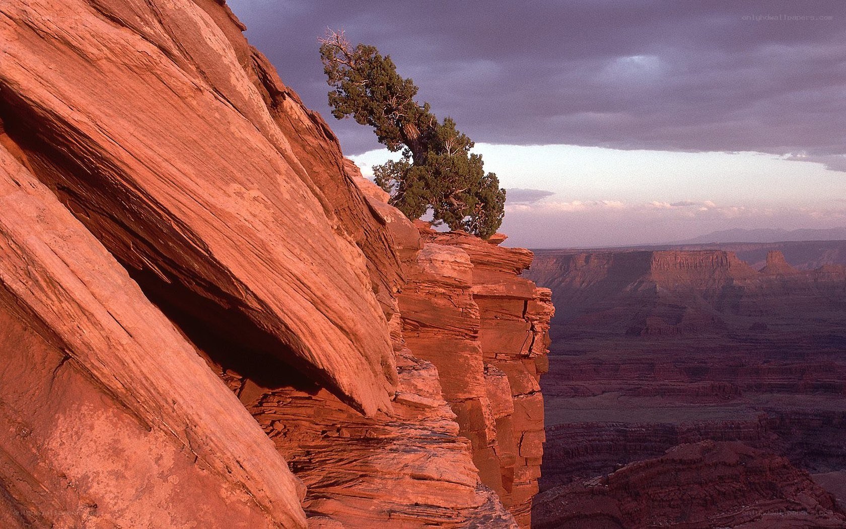 Solitary tree on canyon cliff