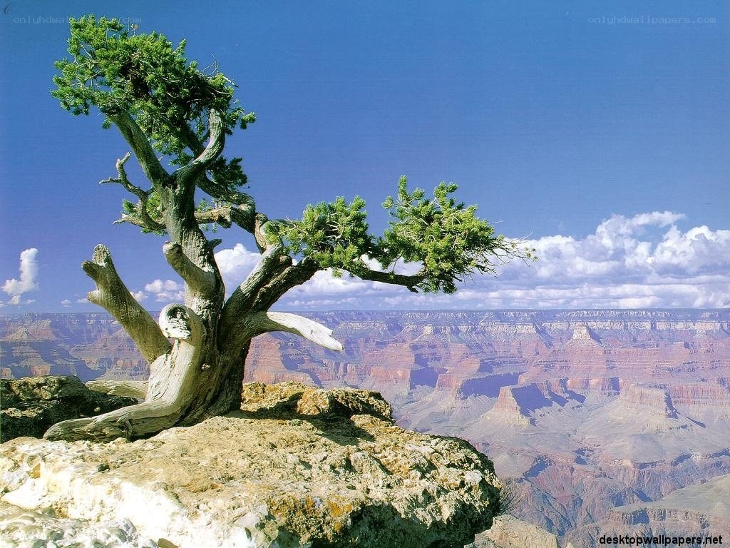 Solitary tree on canyon edge