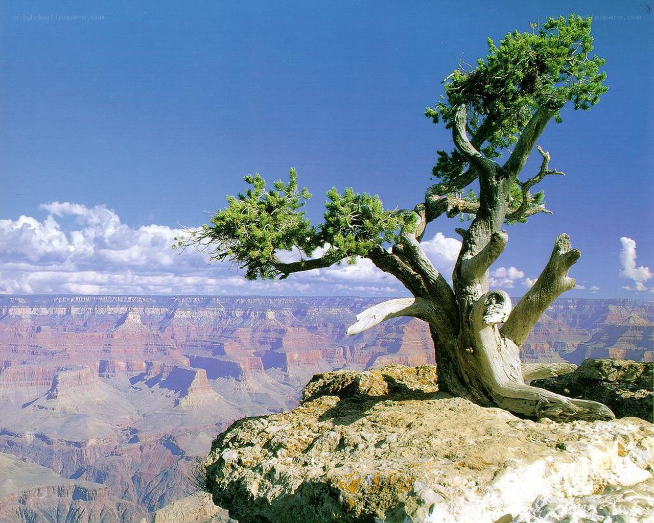 Solitary tree on canyon edge