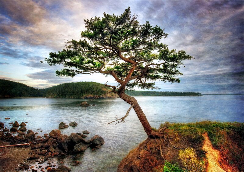 Solitary Tree on Cliff — Blue, Dramatic, Sunset, Photograph, Lake