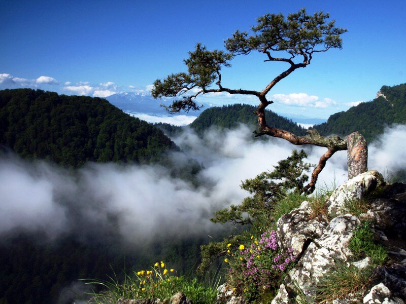 Solitary Tree on Cliff — Blue, Serene