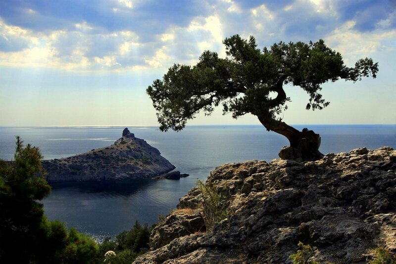 Solitary Tree on Cliff — Blue