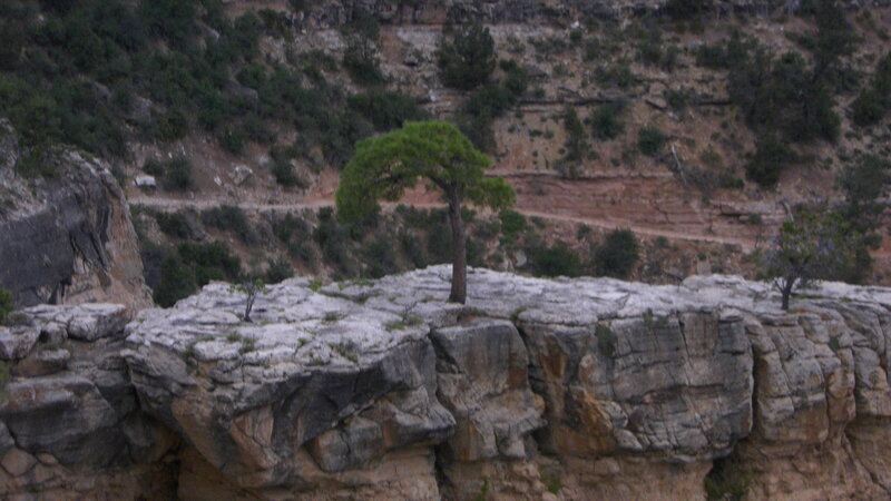 Solitary Tree on Cliff — Gray