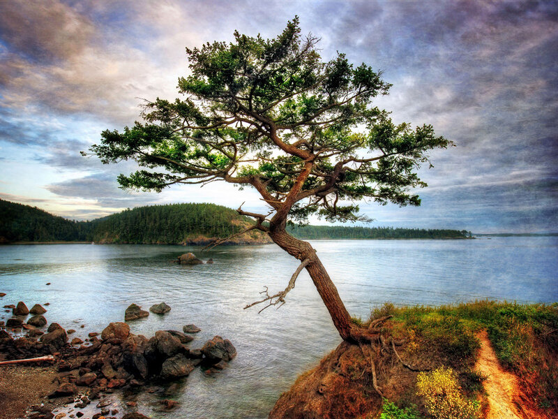 Solitary Tree on Cliff — Green, Dramatic