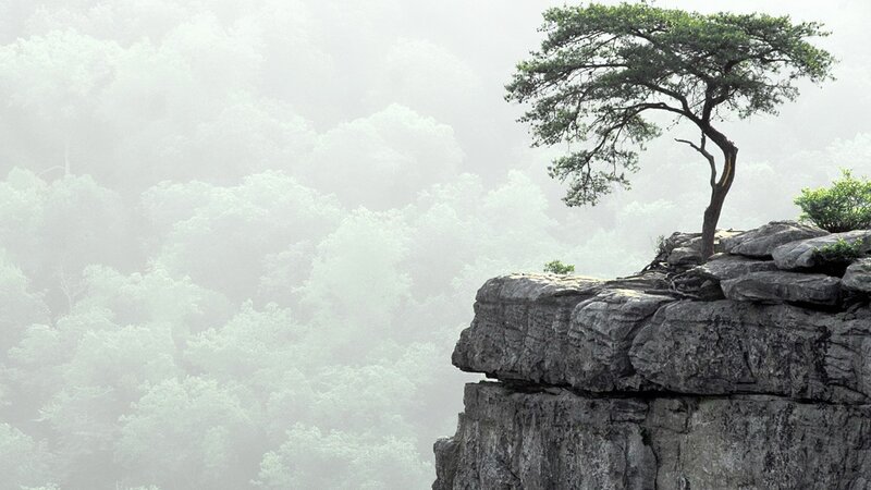 Solitary Tree on Cliff — Green, Serene, Morning, Photograph, Forest, Mist