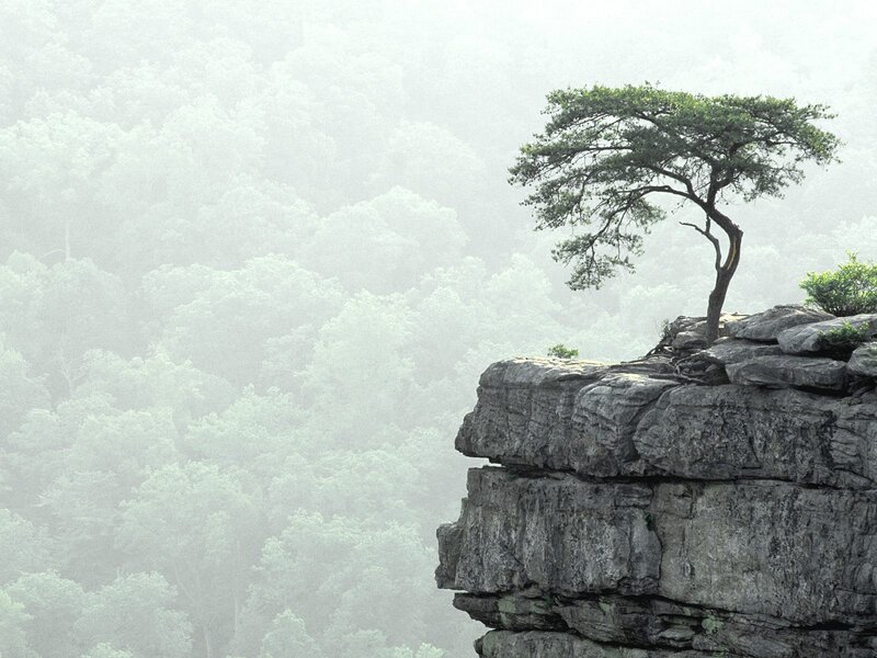 Solitary Tree on Cliff — Green, Serene, Photograph