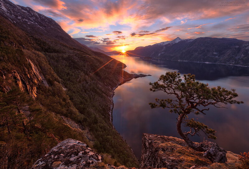 Solitary Tree on Cliff — Orange, Serene
