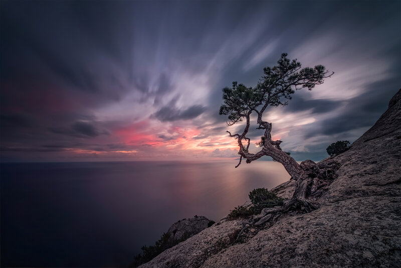 Solitary Tree on Cliff — Purple, Dramatic