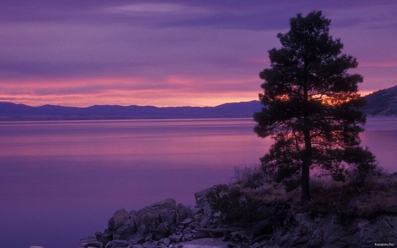 Solitary Tree on Cliff — Purple