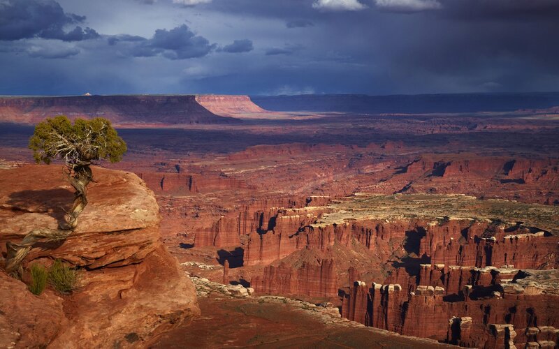 Solitary Tree on Cliff — Red