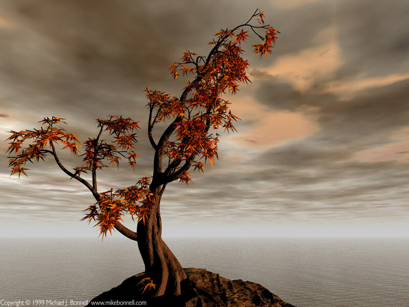 solitary tree on cliff