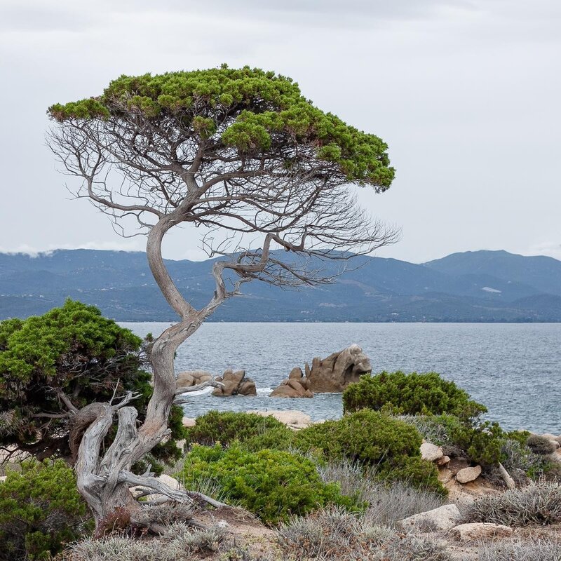 Solitary Tree on Coast