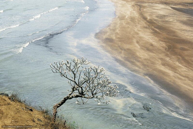 Solitary tree on coastal cliff