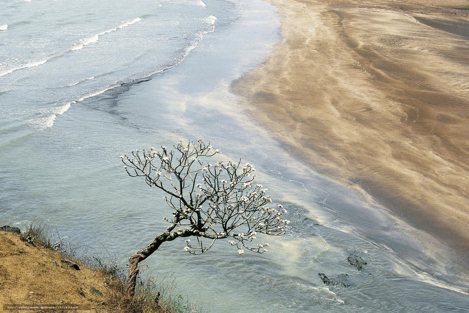 Solitary tree on coastal cliff