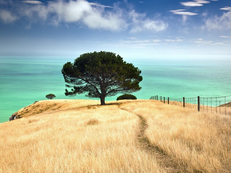 Solitary tree on coastal hill