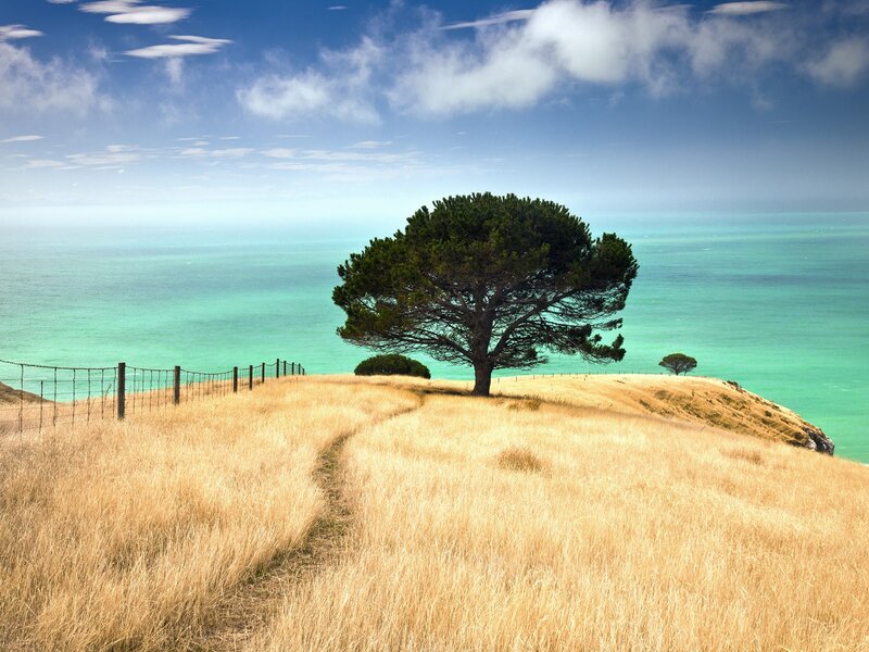 Solitary tree on coastal hill