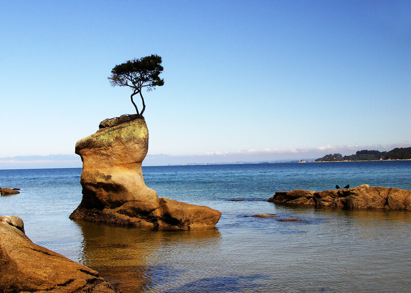 Solitary tree on coastal rock