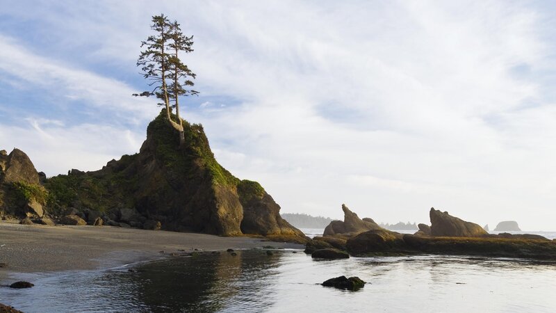 Solitary tree on coastal rock