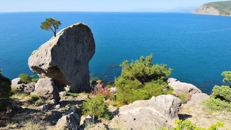Solitary tree on coastal rock