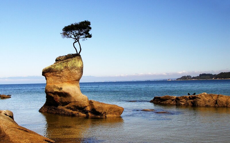 Solitary tree on coastal rock