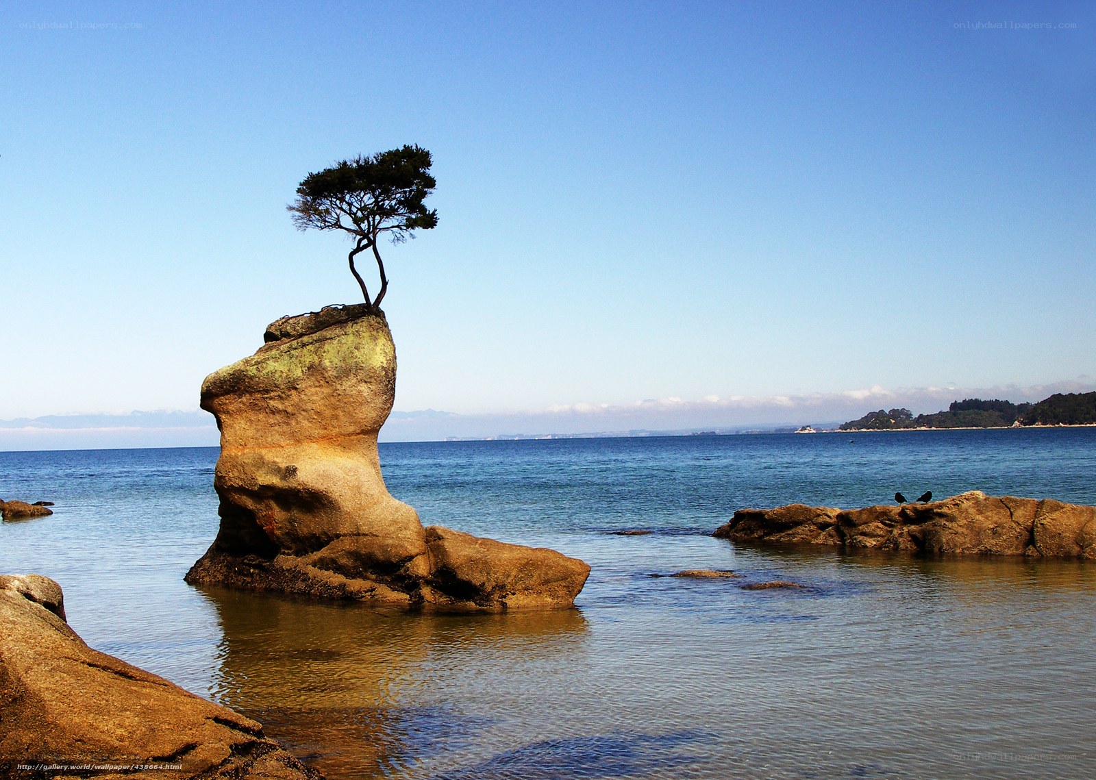 Solitary tree on coastal rock