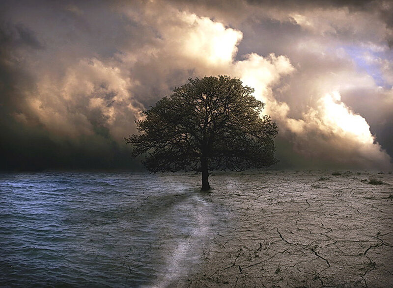 Solitary tree on cracked earth