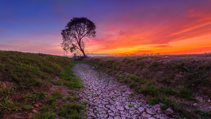 Solitary Tree on Cracked Path