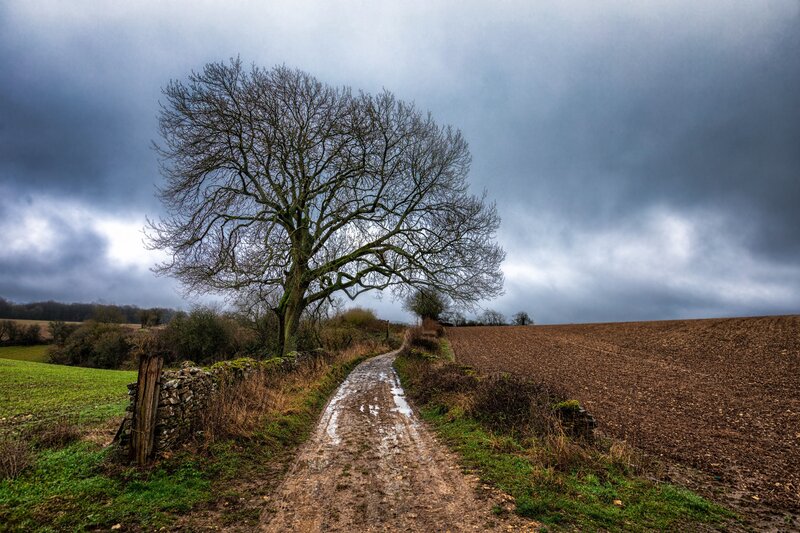 Solitary Tree on Dirt Path — Brown