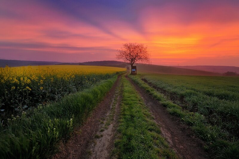 Solitary Tree on Dirt Path