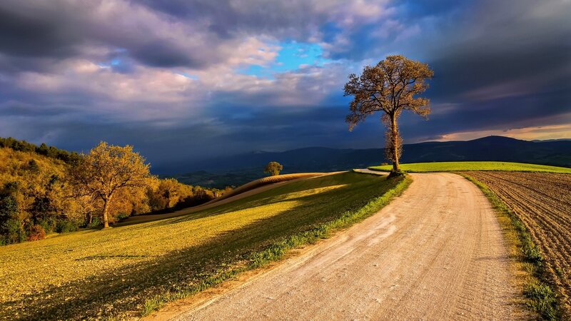 Solitary Tree on Dirt Road — Blue, Dramatic
