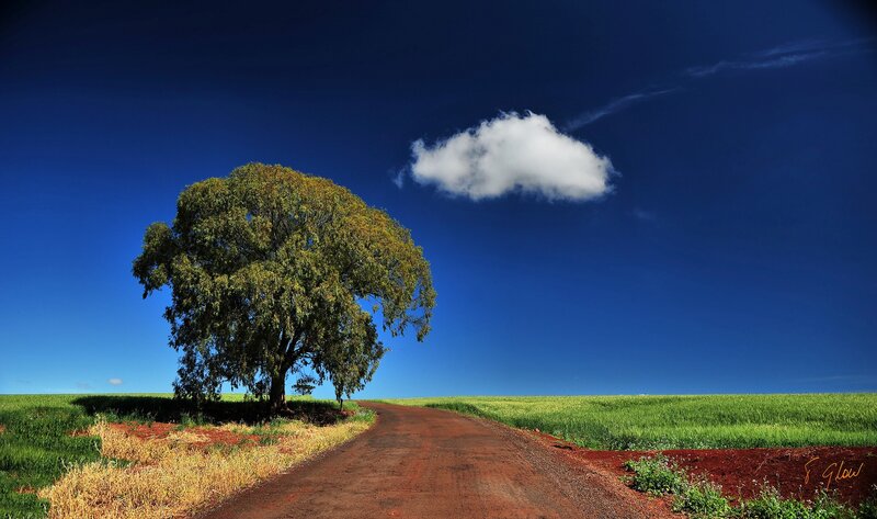 Solitary Tree on Dirt Road — Blue, Serene