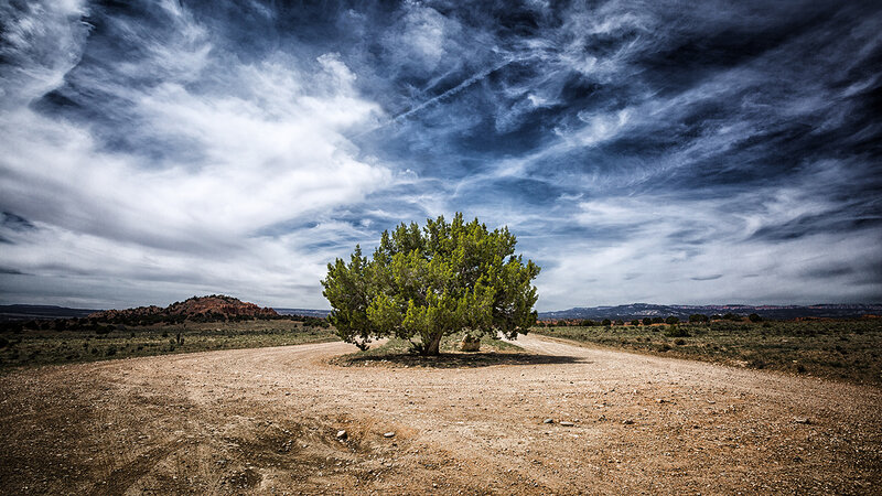 Solitary Tree on Dirt Road — Blue