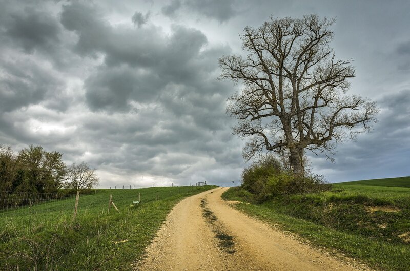 Solitary Tree on Dirt Road — Green, Dramatic, Afternoon