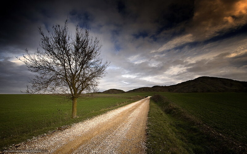 Solitary Tree on Dirt Road — Green, Dramatic