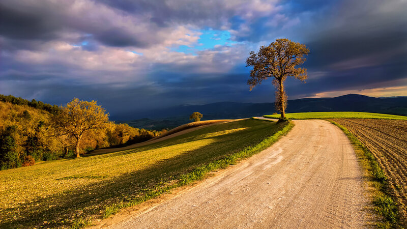 Solitary Tree on Dirt Road — Green