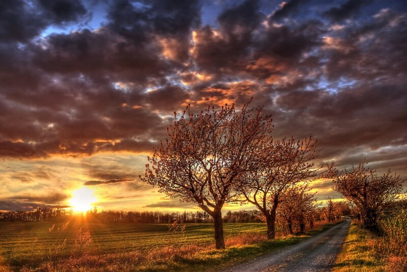 Solitary Tree on Dirt Road — Orange, Dramatic