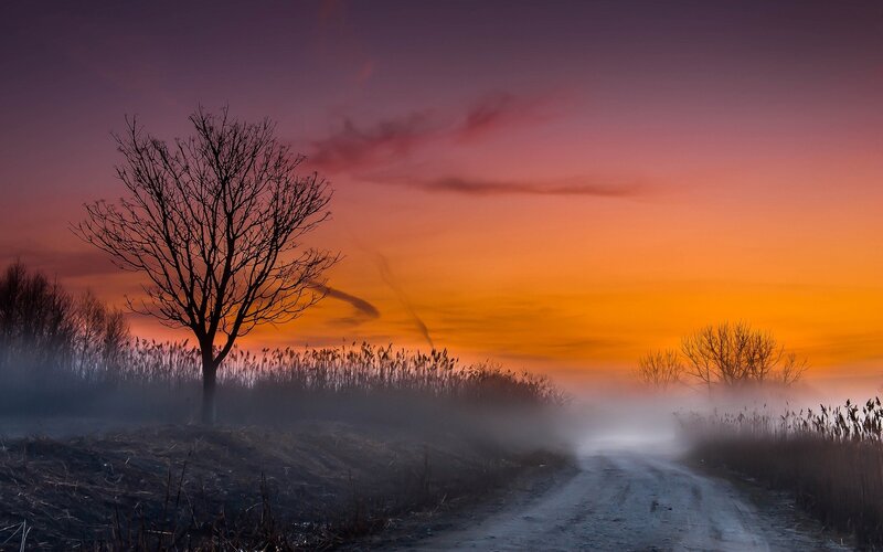 Solitary Tree on Dirt Road — Orange