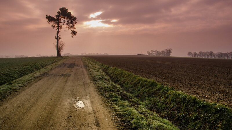 Solitary Tree on Dirt Road — Purple