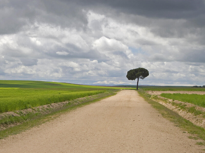 Solitary Tree on Dirt Road