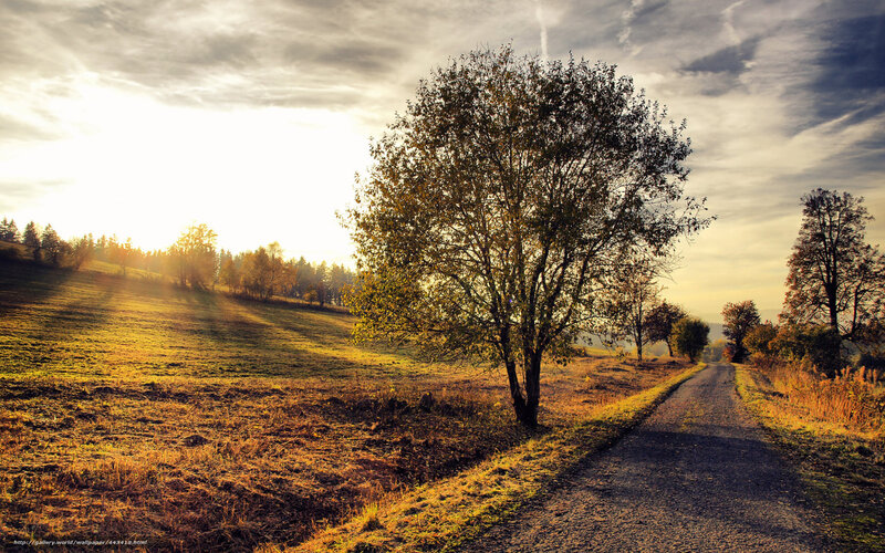 Solitary Tree on Dirt Road — Yellow, Serene