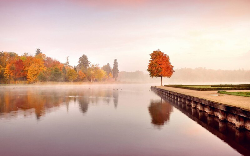 Solitary Tree on Dock