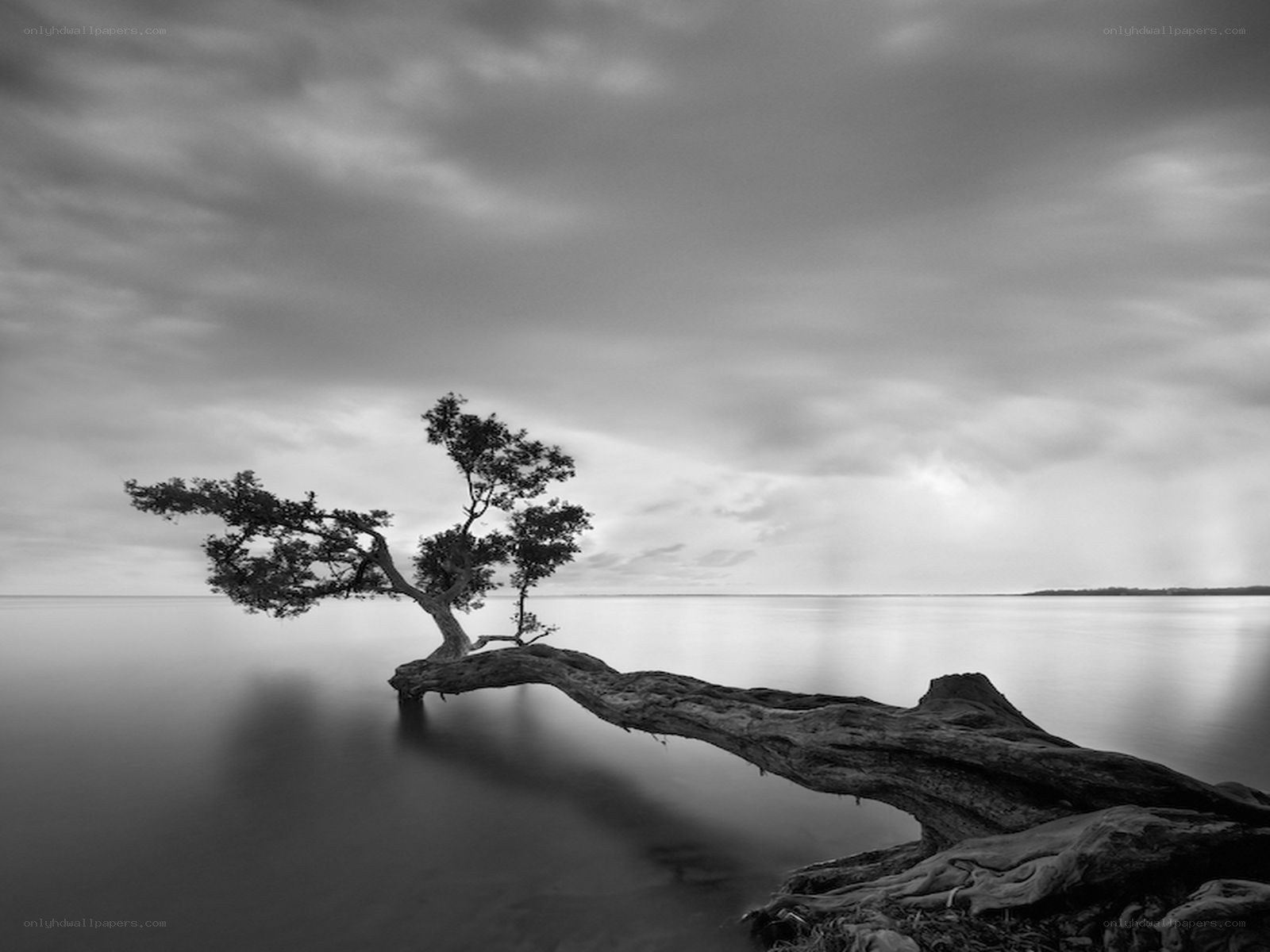 solitary tree on driftwood