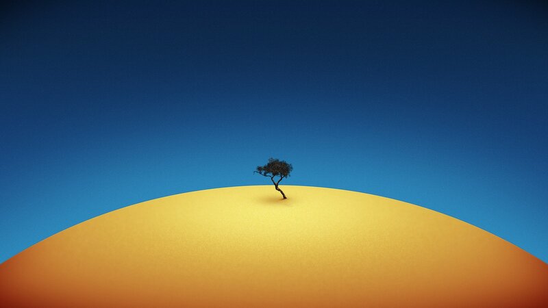 Solitary Tree on Dune