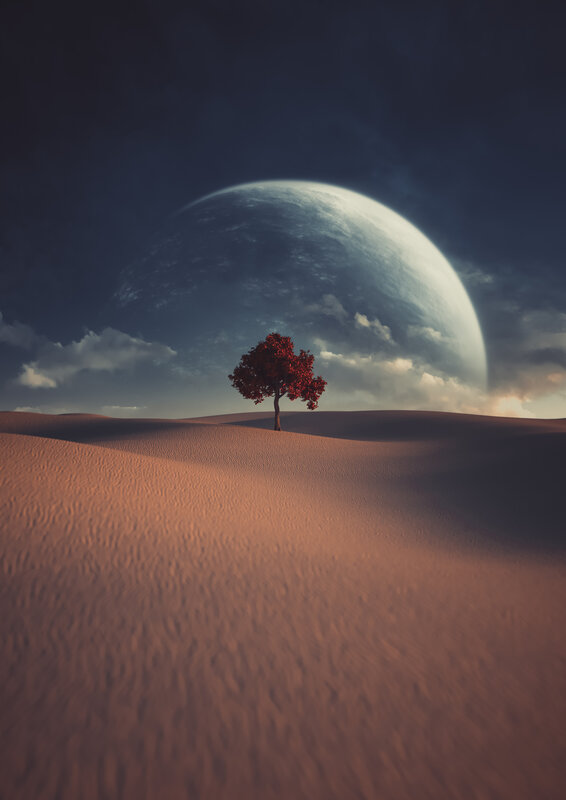 Solitary Tree on Dunes — Brown