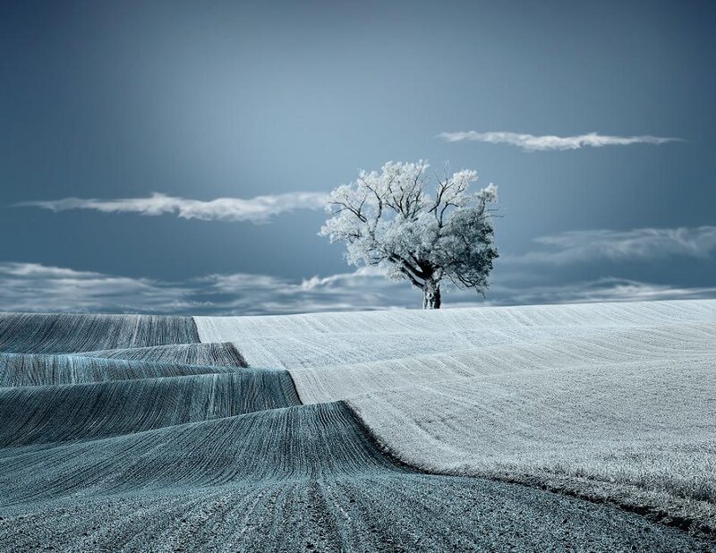 Solitary Tree on Field