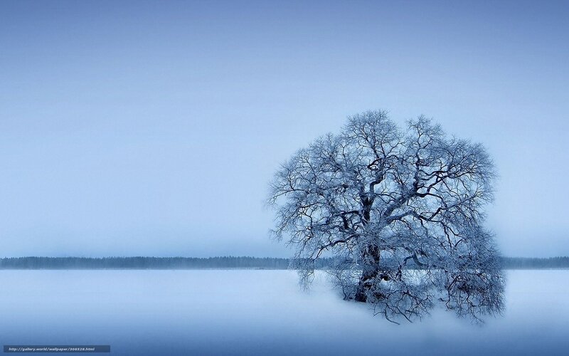 Solitary tree on frozen lake