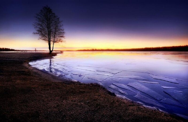Solitary Tree on Frozen Lake — Purple