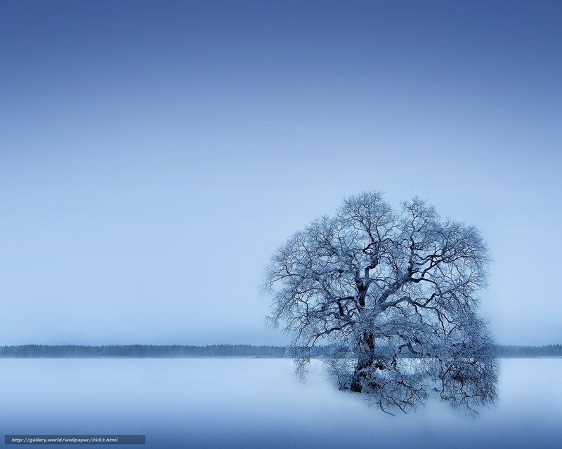 Solitary tree on frozen lake